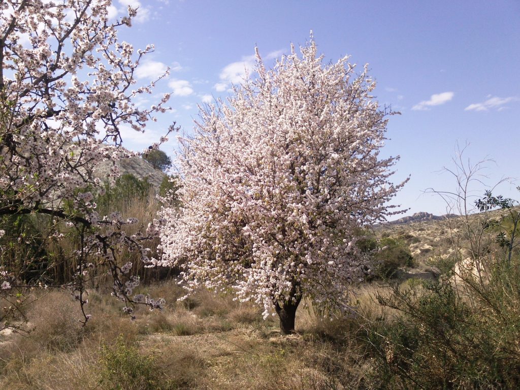 луизеания трехлопастная